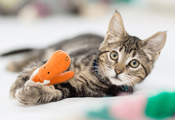 Dos and don’ts of toys for kittens