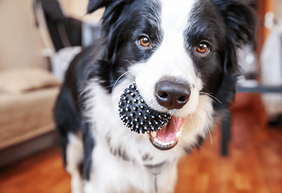 Your best friend misses you: Tips for managing separation anxiety