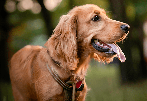 Is my dog in heat? (only for intact female dogs)