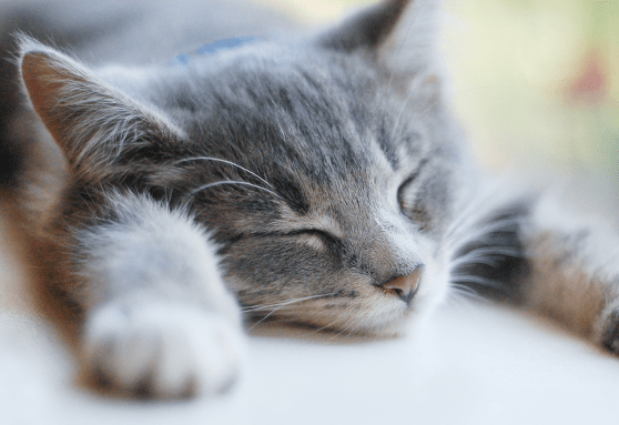 Is snoring normal for kittens?