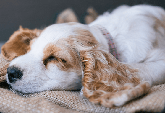 Is snoring normal for puppies?