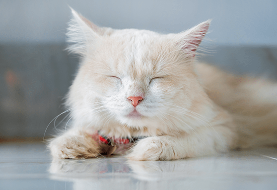 What to do when your kitten has diarrhea