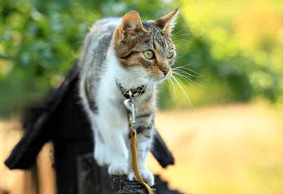 What are we looking for in a fecal test?