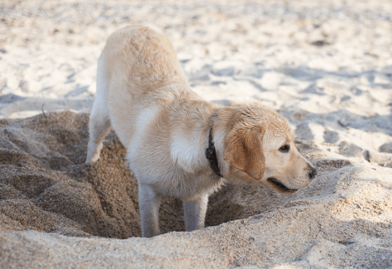 Zoonosis and intestinal parasites