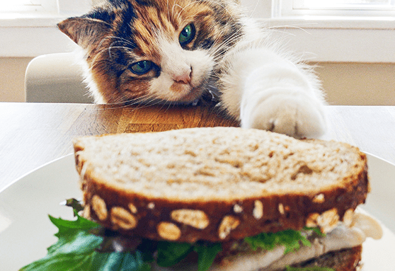 Food isn’t always love: Human foods to avoid giving your kitten