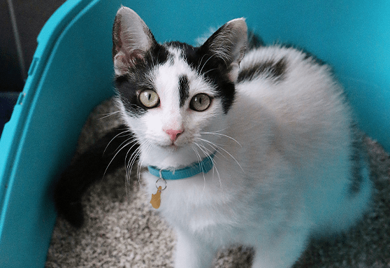 What does that color mean?