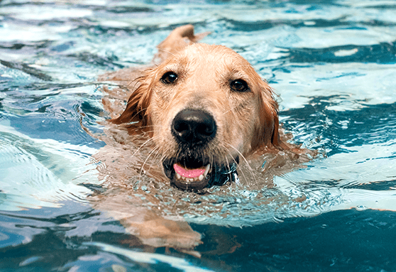 Golden retriever swimming