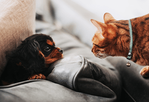 preparing for a new puppy