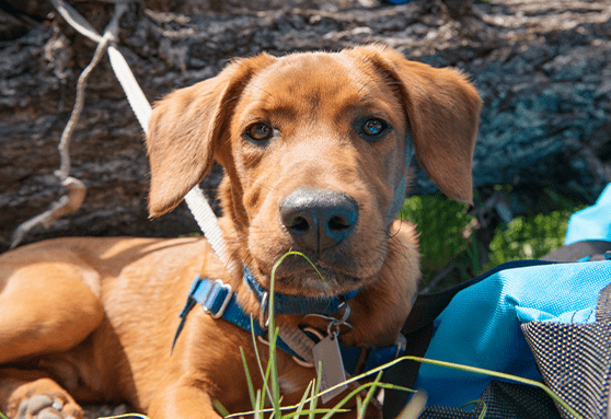 Your puppy’s personality is developing now: The importance of introductions