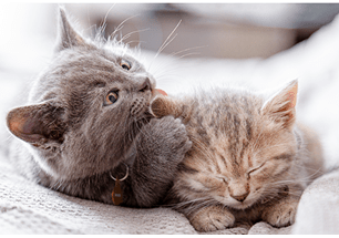 kitten felv fiv testing