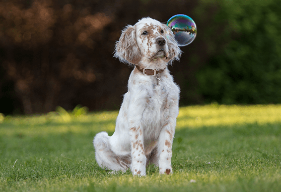 Fun games to play with your puppy