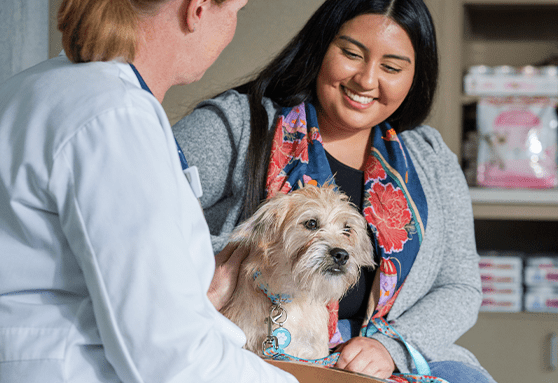 Planning for spay (female dogs)