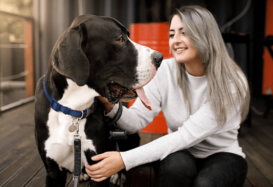 What is a gastropexy and should your puppy get it?