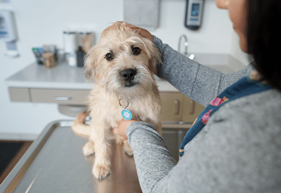 Don't forget the flea and tick prevention!