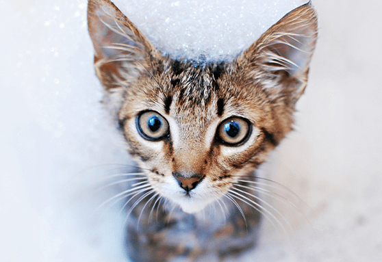 Choosing veterinarian-approved shampoos