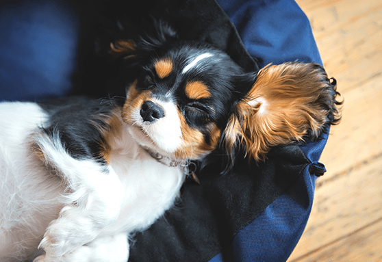 My puppy has a belly button