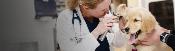 golden retriever puppy getting an ear exam from a VCA associate
