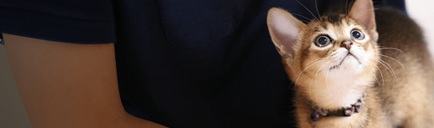 young kitten being held by VCA employee