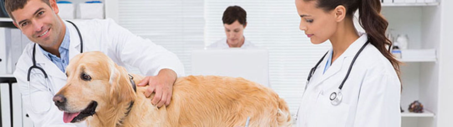 /-/media/2/vca/images/global/1440x400_forvets_conferenceschedule.jpg?rev=c6c666f5ba5a482bba4d86a83808e635