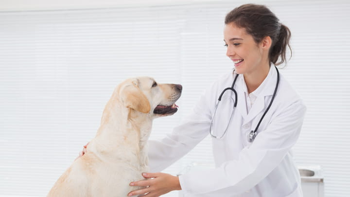 Community Partner - North GA Vet Specialists