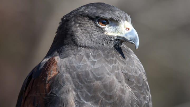 The Raptor Conservancy of Virginia