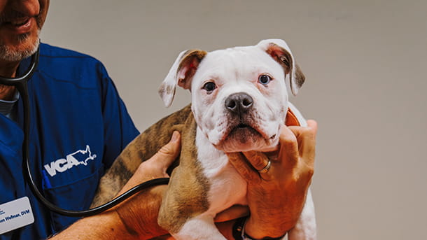 Veterinarian holding up a dog while listening to its heart