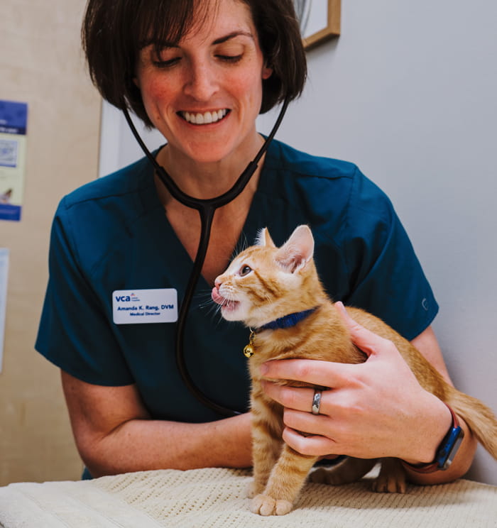 Veterinarian examining an orange tabby kitten