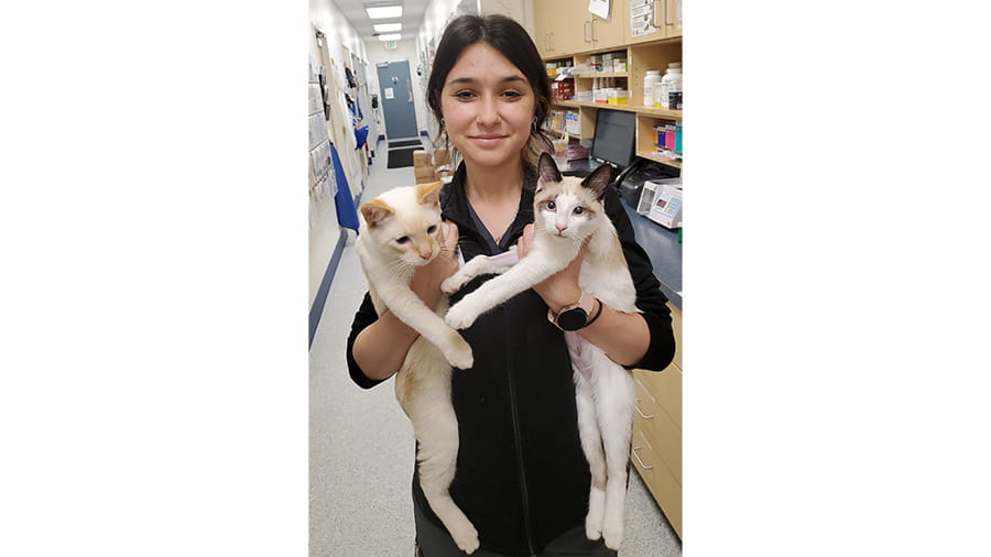 VCA Far Country associate holding two cats