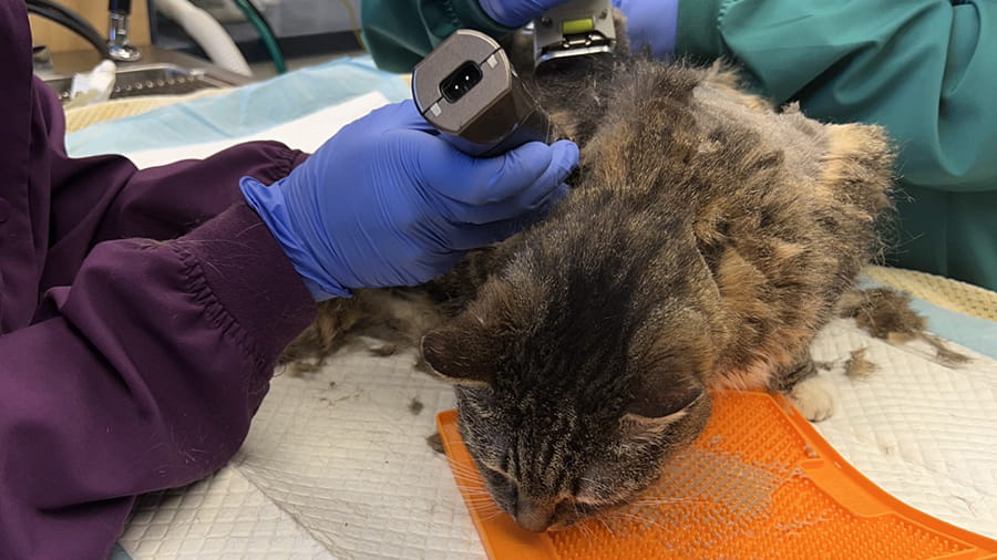 Cat licking peanut butter while being shaved for a procedure
