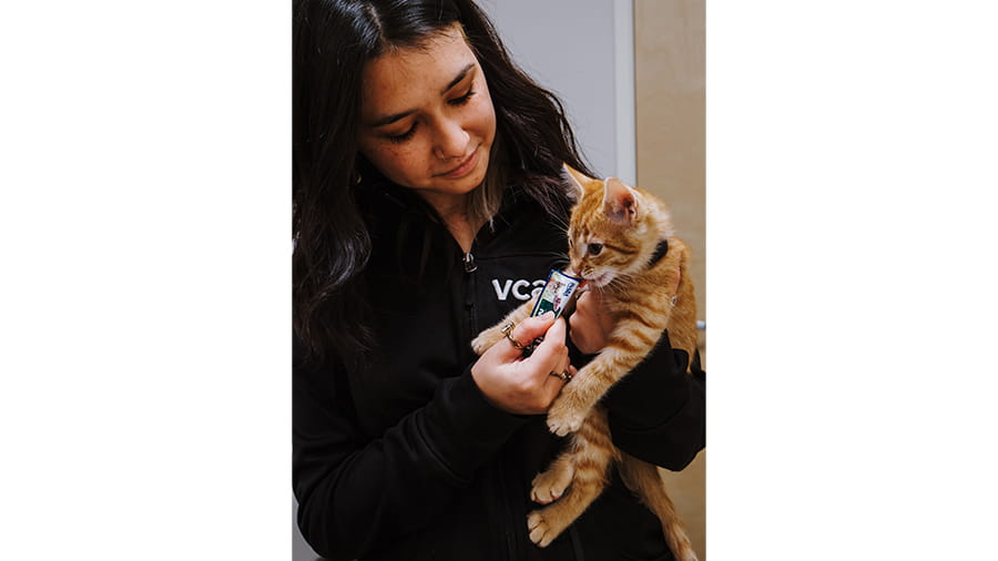 Veterinary staff holding orange tabby kitten