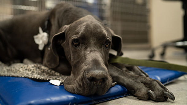 Black dog at VCA Animal Specialty Group