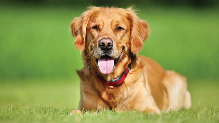 Golden retriever lying in grass