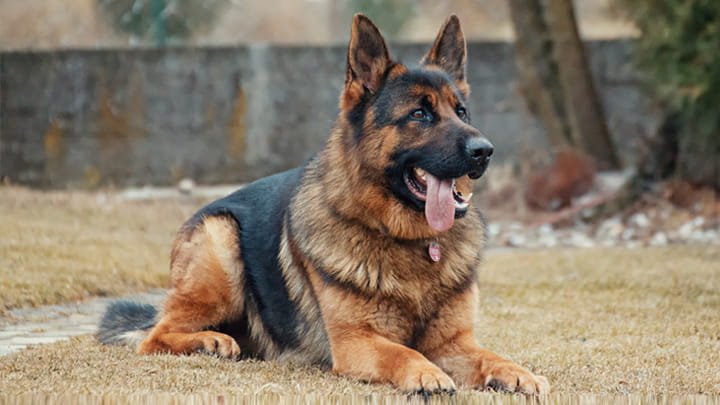 Southern California German Shepherd Rescue