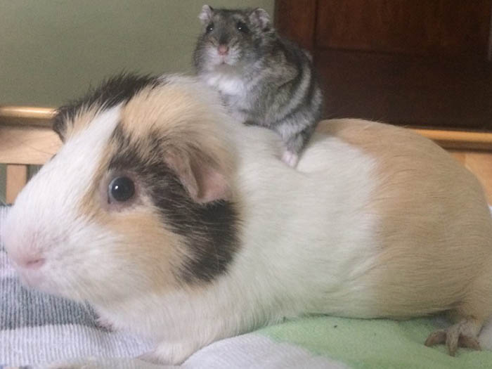 Dr. Merry Porter Staff Photo