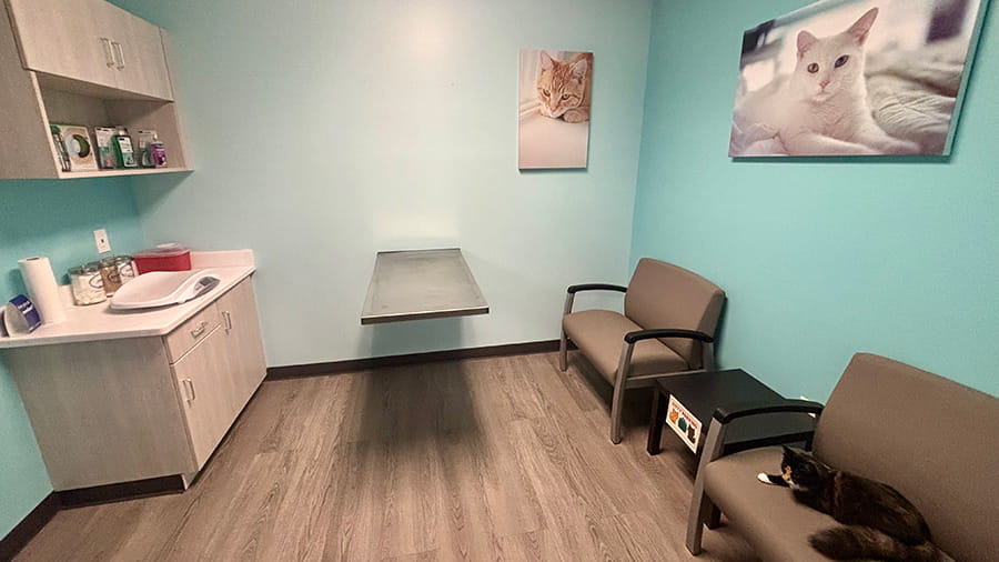 VCA Cypress Creek exam room
