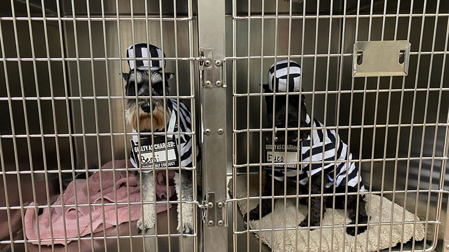 Dogs in prisoner costumes at VCA Miracle Mile Animal Hospital