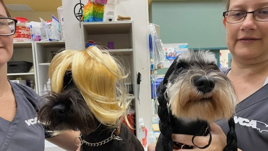 Two dogs wearing wigs being held by staff members at VCA Miracle Mile Animal Hospital