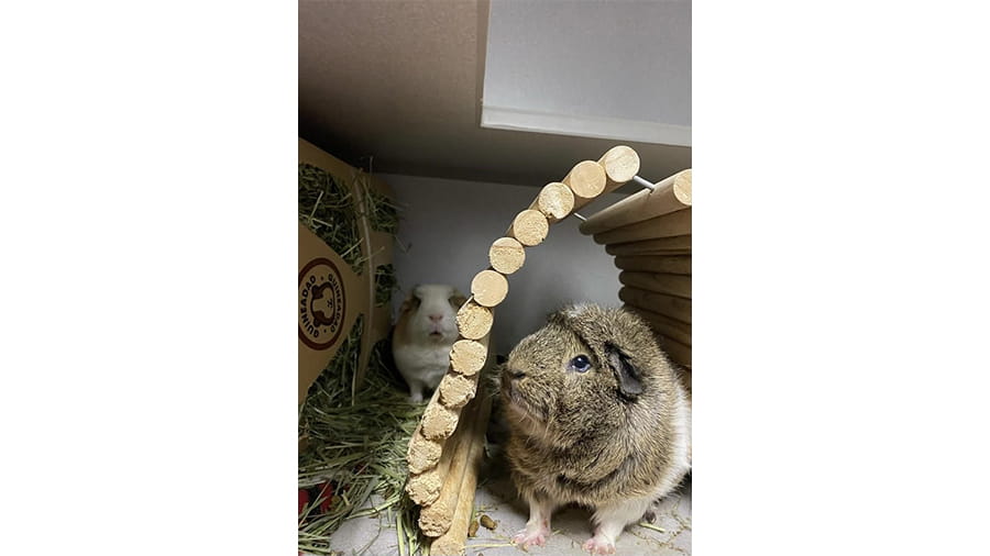Boarded guinea pigs at VCA South Dade