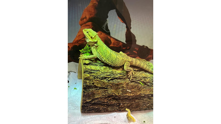 Boarded bearded dragon at VCA South Dade