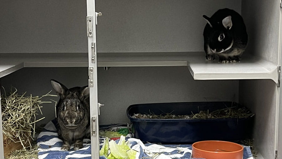 Rabbits at VCA South Dade Animal Hospital
