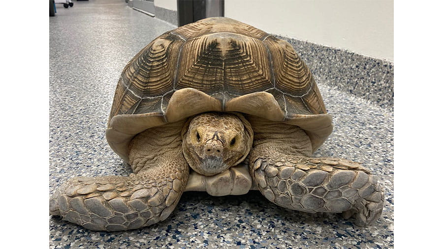 Turtle at VCA South Dade Animal Hospital