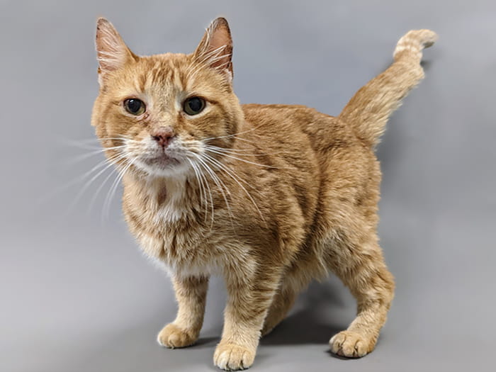 700x525 dahlonega Padfoot