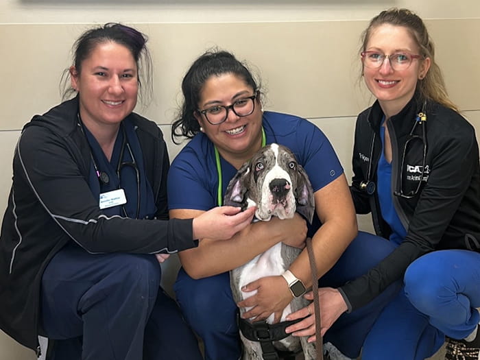 VCA Aurora Veterinarians