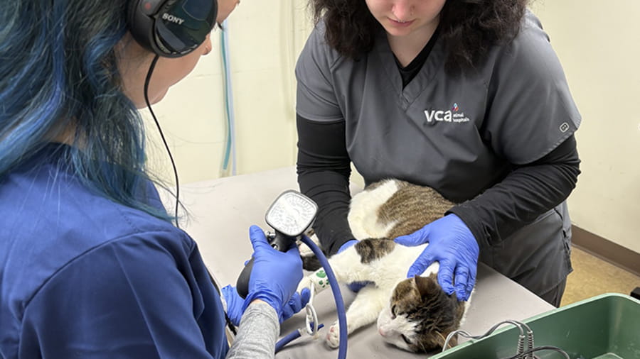 Veterinary staff examining a cat at VCA Hawthorn Animal Hospital