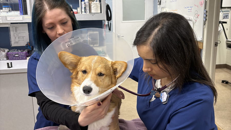 Veterinary staff examining a Corgi wearing a cone at VCA Hawthorn Animal Hospital