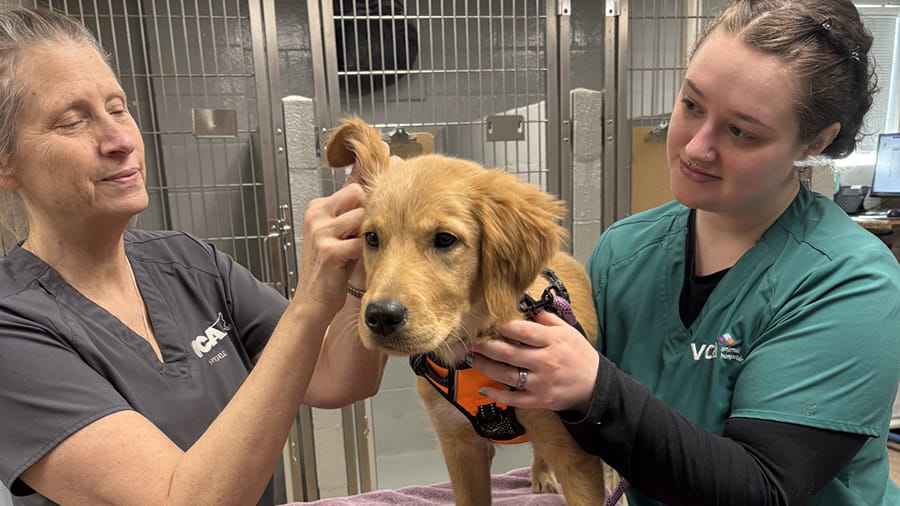 Veterinary staff looking into a dog's ear at VCA Hawthorn Animal Hospital