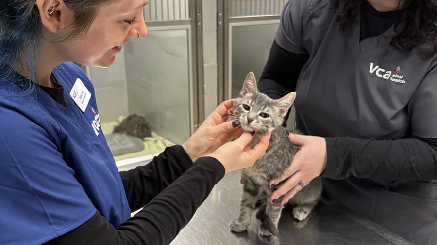 Veterinary staff examining a cat at VCA Hawthorn Animal Hospital