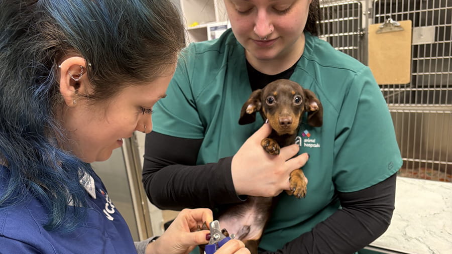 Veterinary staff trimming a puppy's nail at VCA Hawthorn Animal Hospital