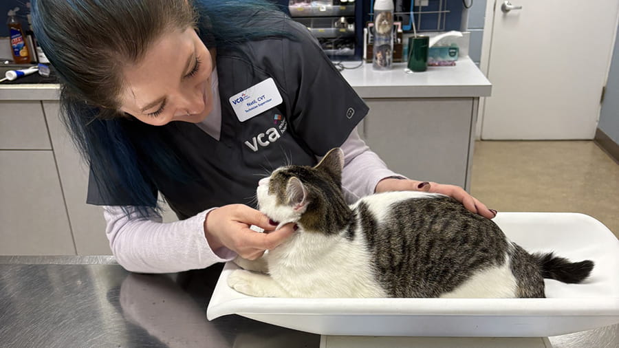 Veterinary staff weighing a cat at VCA Hawthorn Animal Hospital