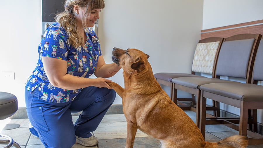 Veterinary staff with dog at VCA Noyes Animal Hospital